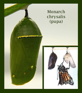 Monarch pupae, chrysalis