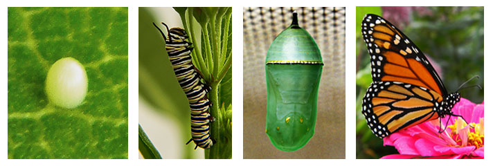 Monarch Life Cycle Metamorphosis Stages Of Development